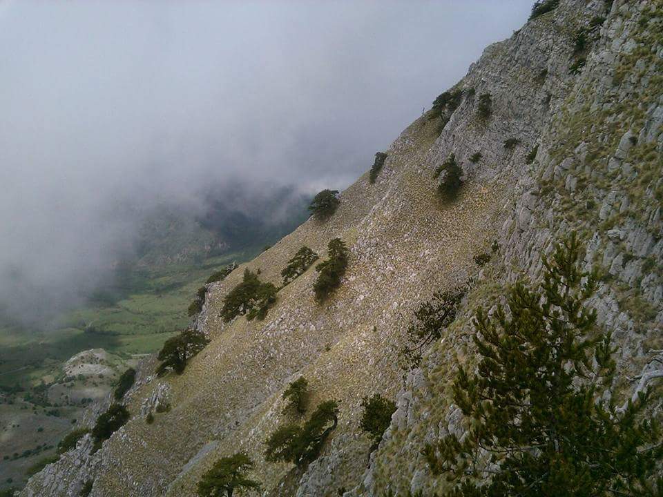 Pino loricato sul Monte Alpi in Basilicata