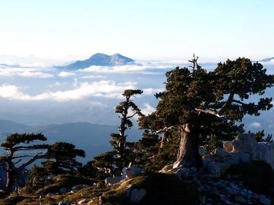 Pino loricato sul Monte Alpi